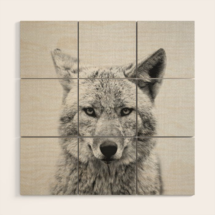 Coyote - Black & White Wood Wall Art Gallery Image 1