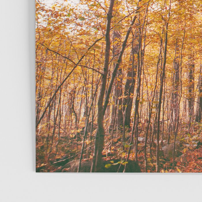 Autumn Glory - Nature, Fall Forest Landscape Photography Poster Gallery Image 3