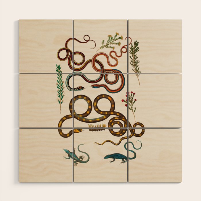 Albertus Seba Snakes And Lizards Wood Wall Art Gallery Image 1