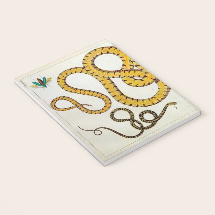 Yellow Snakes Seba Albertus Notebook Gallery Image 3