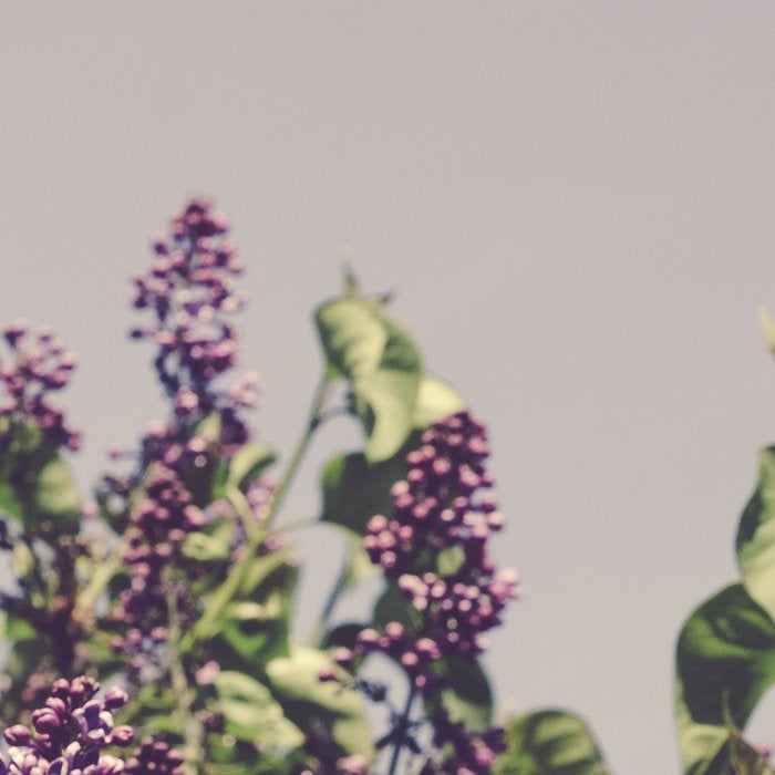 Wild Lilacs - spring floral nature photograph Coffee Mug Gallery Image 2