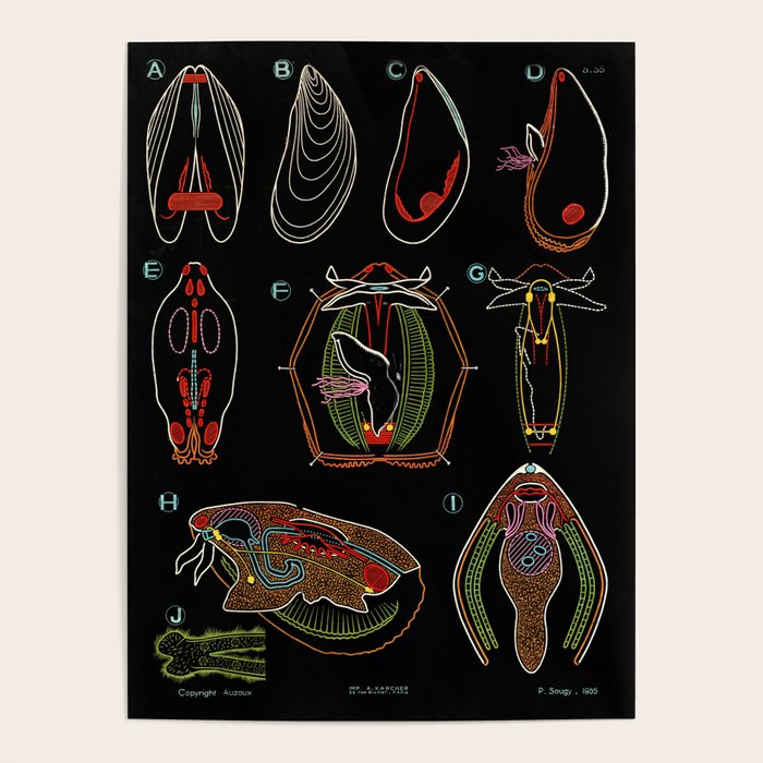 Paul Sougy: The Mussel, 1955 (proceeds benefit The Nature Conservancy) Poster Gallery Image 4