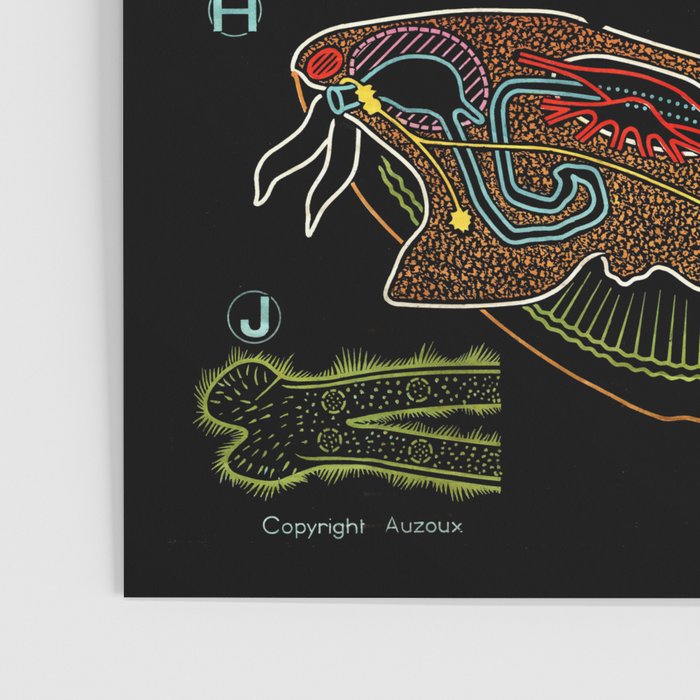 Paul Sougy: The Mussel, 1955 (proceeds benefit The Nature Conservancy) Poster Gallery Image 3