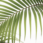Palm Leaves Photo 01 Coffee Mug Gallery Image 2