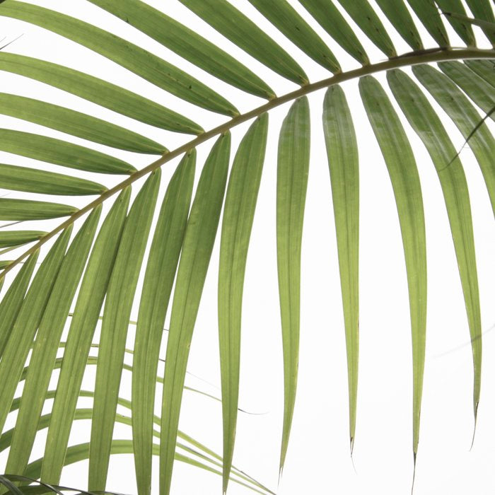 Palm Leaves Photo 01 Coffee Mug Gallery Image 2