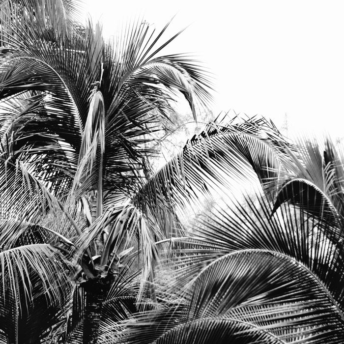 Big Island Palms - Black and White Photography, Tropical Nature Coffee Mug Gallery Image 2