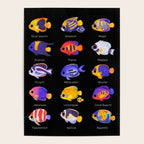 Angelfish! (marine) Poster Gallery Image 4