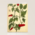 Hot Pepper by Elizabeth Blackwell from "A Curious Herbal," 1737 (benefiting The Nature Conservancy) Stationery Card Gallery Image 2