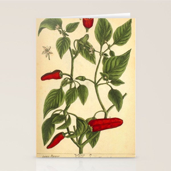 Hot Pepper by Elizabeth Blackwell from "A Curious Herbal," 1737 (benefiting The Nature Conservancy) Stationery Card Gallery Image 2
