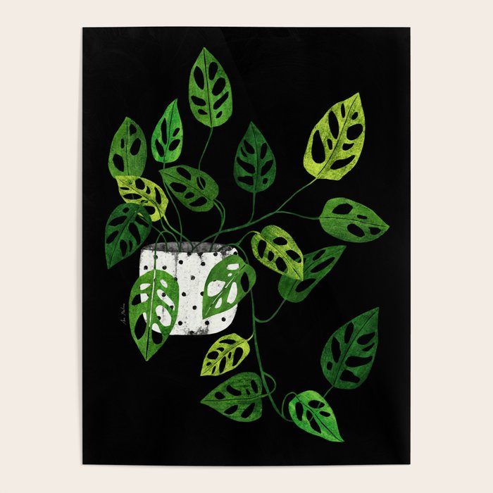 Back monstera obliqua Poster Gallery Image 1