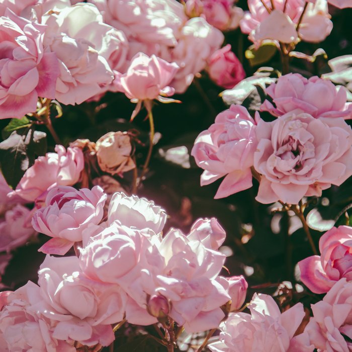 Light Pink Roses Coffee Mug Gallery Image 2