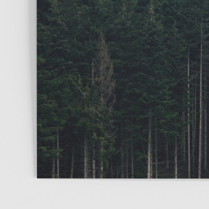 Mystic Pines - A Forest in the Fog Poster Gallery Image 3