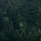 Mystic Pines - A Forest in the Fog Coffee Mug Gallery Image 2