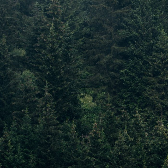 Mystic Pines - A Forest in the Fog Coffee Mug Gallery Image 2