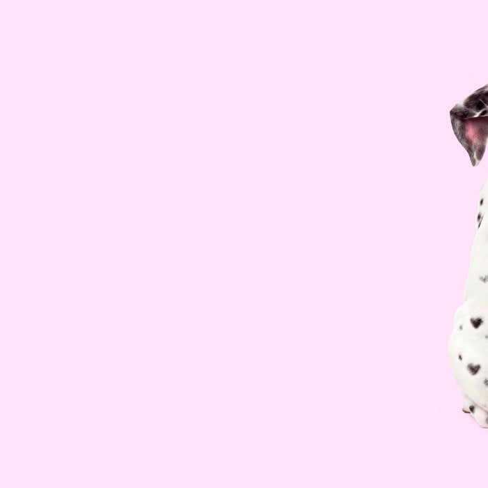 DALMATIAN Coffee Mug Gallery Image 2