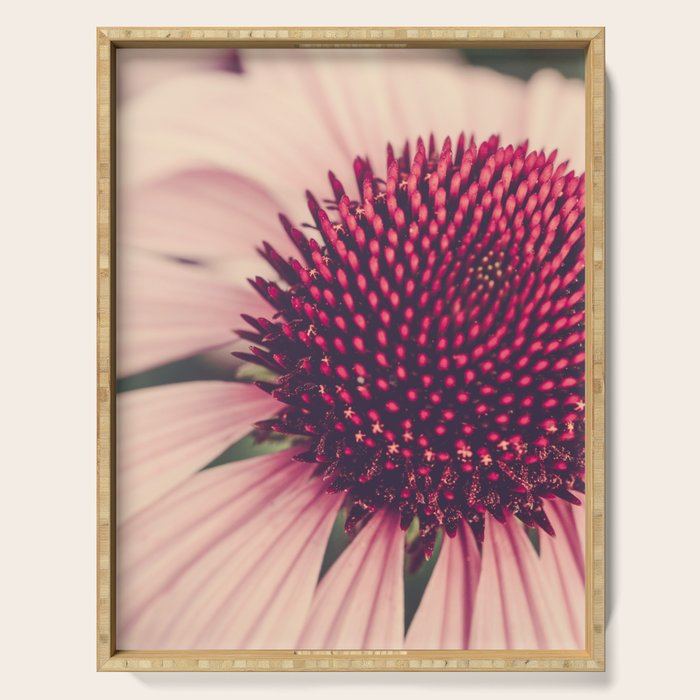 Coneflower Study 2 Serving Tray Gallery Image 1