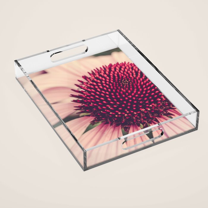 Coneflower Study 2 Acrylic Tray Gallery Image 1