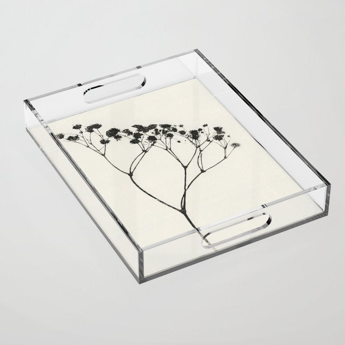Gypsophila Portrait #3 Acrylic Tray Gallery Image 1