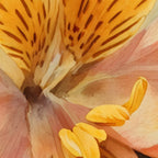 Lily of the Incas Coffee Mug Gallery Image 2