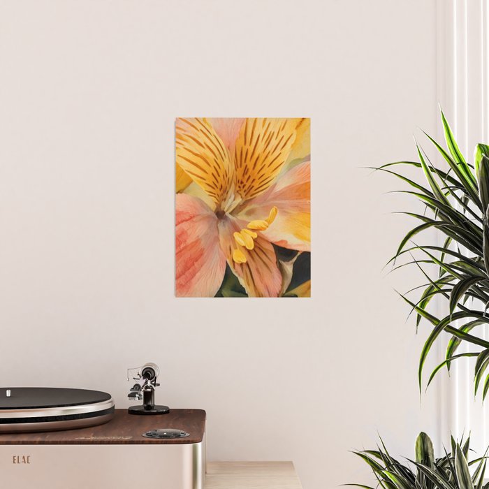 Lily of the Incas Poster Gallery Image 2