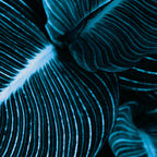 Unbridled - teal Coffee Mug Gallery Image 2