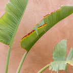 Palms of Ourika Morocco | Pastel Travel Photography Marrakech Coffee Mug Gallery Image 2
