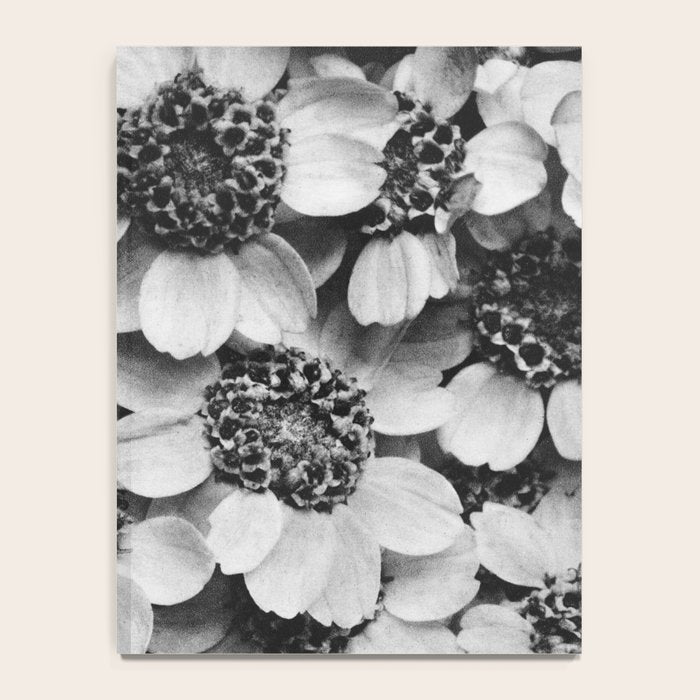 Yarrow flower blossoms vintage black and white photograph by Karl Blossfeldt   Notebook Gallery Image 4