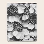 Yarrow flower blossoms vintage black and white photograph by Karl Blossfeldt   Notebook Gallery Image 4