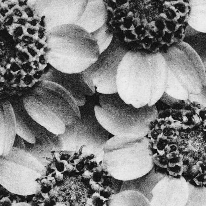 Yarrow flower blossoms vintage black and white photograph by Karl Blossfeldt   Coffee Mug Gallery Image 2