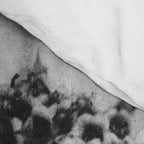 Yarrow flower blossoms vintage black and white photograph by Karl Blossfeldt   Comforter Gallery Image 4