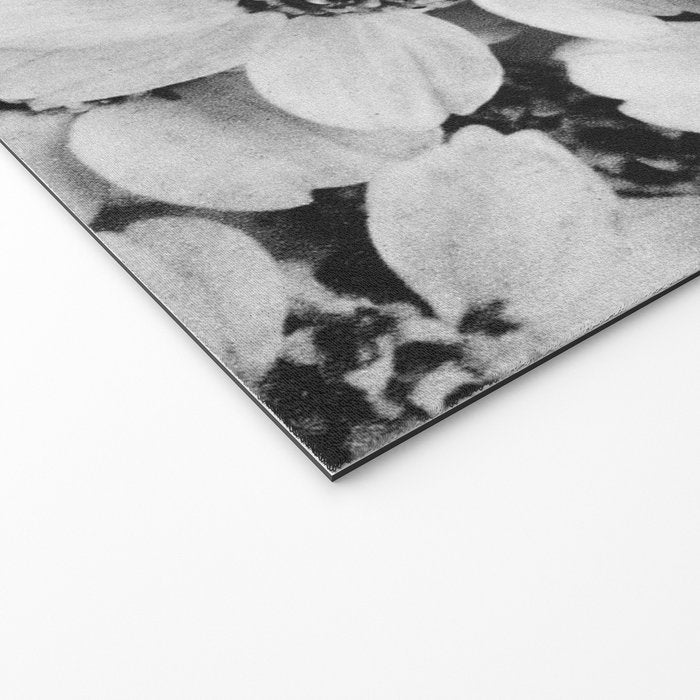 Yarrow flower blossoms vintage black and white photograph by Karl Blossfeldt   Welcome Mat Gallery Image 2