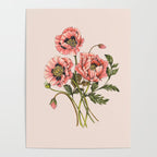 Pink Shirley Poppies  Poster Gallery Image 4