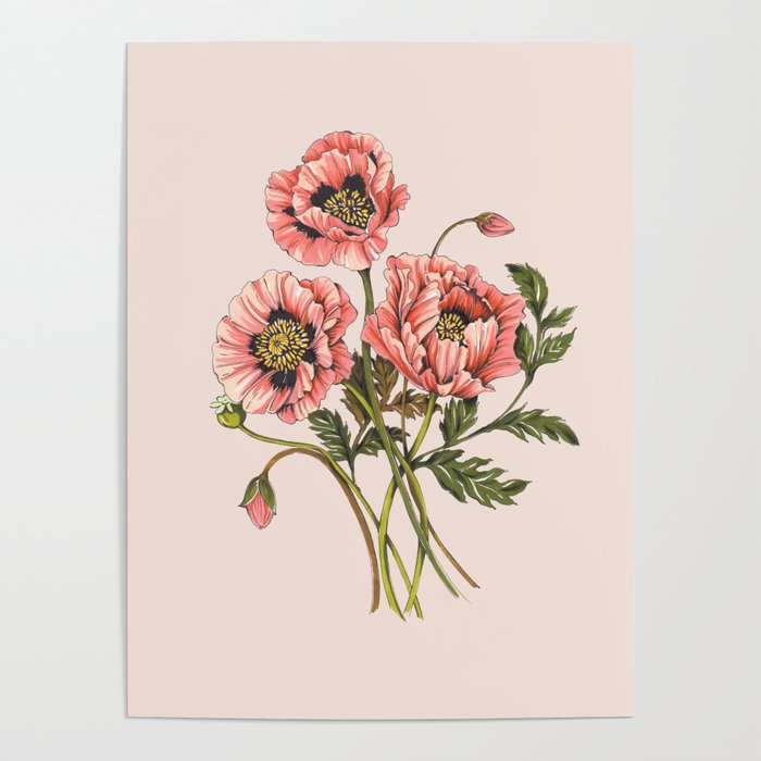 Pink Shirley Poppies  Poster Gallery Image 4