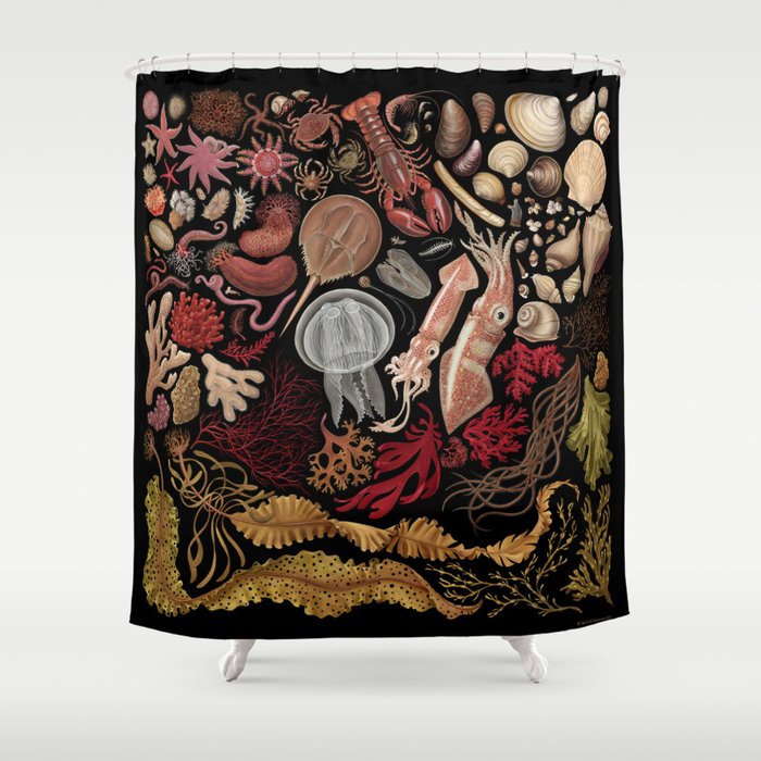 Intertidal Life of the North Atlantic (without species list) Shower Curtain Gallery Image 1