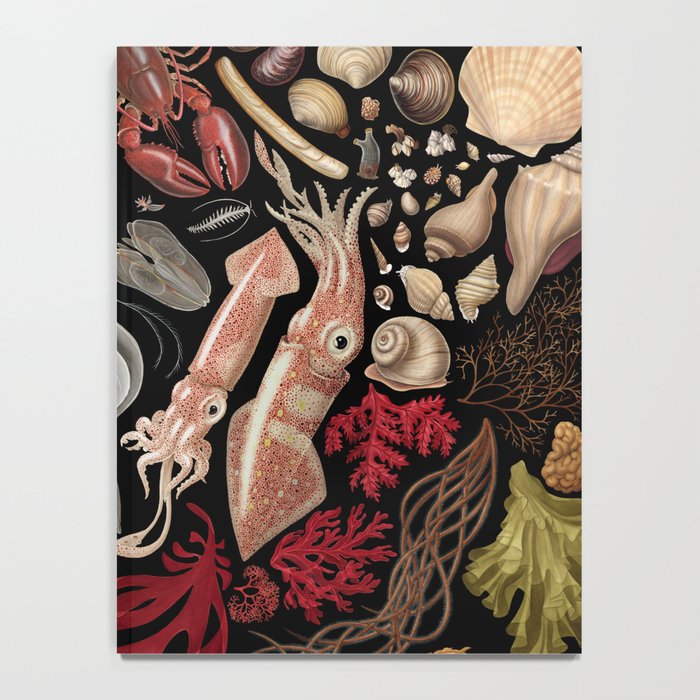 Intertidal Life of the North Atlantic (without species list) Notebook Gallery Image 4