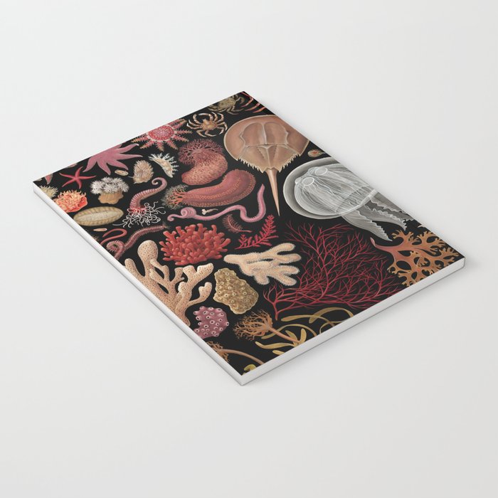 Intertidal Life of the North Atlantic (without species list) Notebook Gallery Image 3