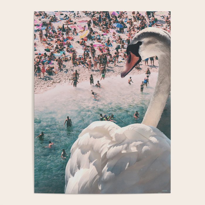 Swan on the Beach Poster Gallery Image 1
