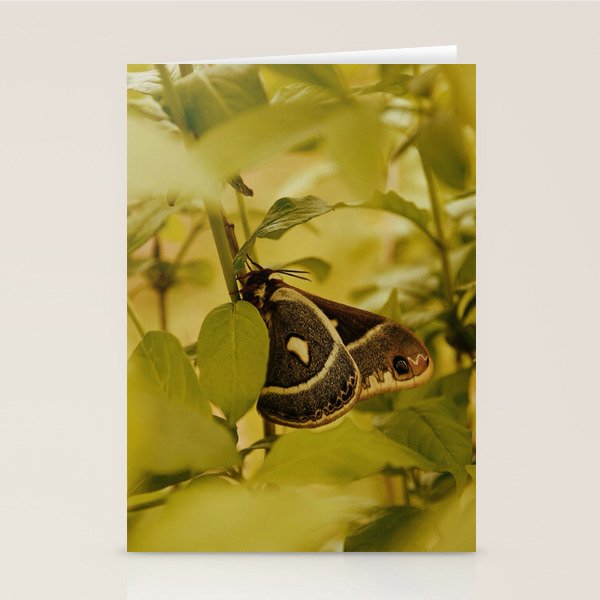 Wyoming Moth Stationery Card Gallery Image 2
