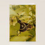 Wyoming Moth Stationery Card Gallery Image 2