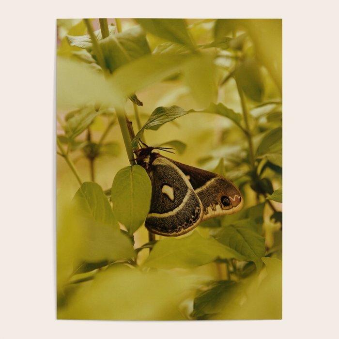 Wyoming Moth Poster Gallery Image 4
