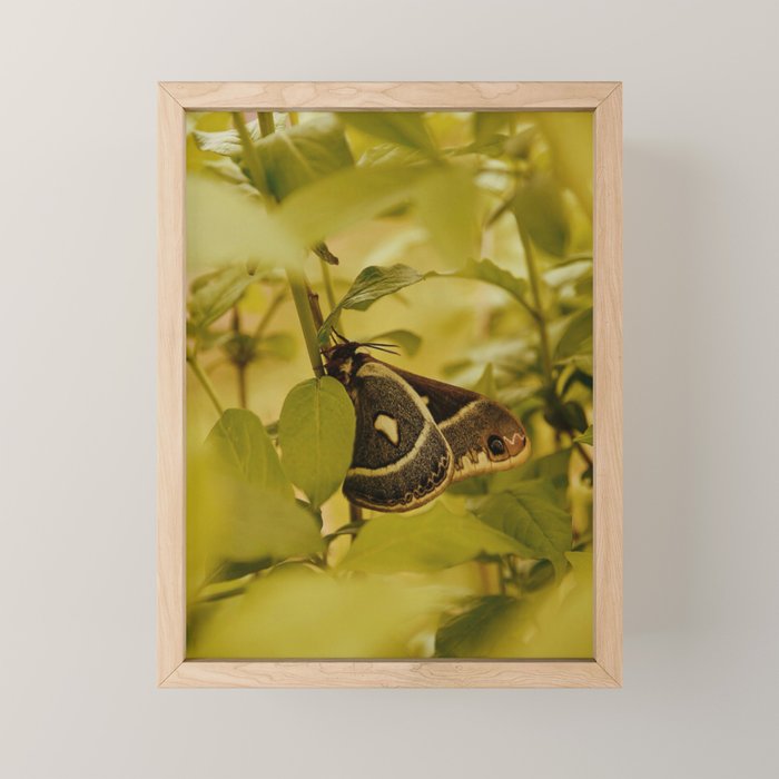 Wyoming Moth Mini Art Print Gallery Image 1
