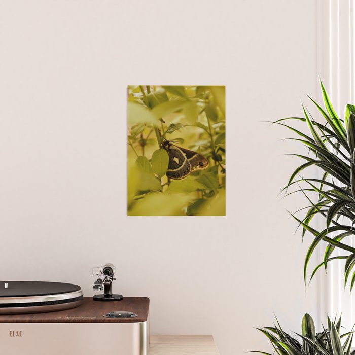Wyoming Moth Poster Gallery Image 2