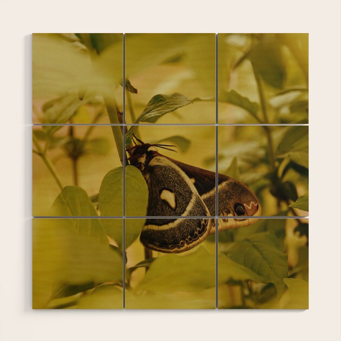 Wyoming Moth Wood Wall Art Gallery Image 1