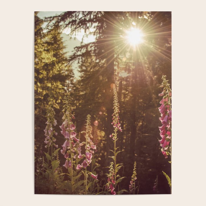 Wildflower Sunrise in the Mountains - Nature Photography Poster Gallery Image 4