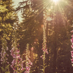 Wildflower Sunrise in the Mountains - Nature Photography Coffee Mug Gallery Image 2