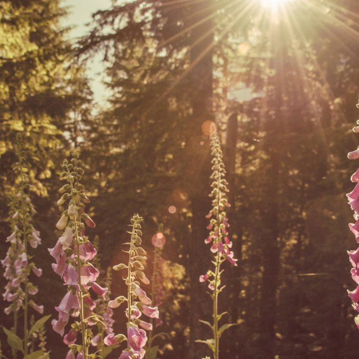 Wildflower Sunrise in the Mountains - Nature Photography Coffee Mug Gallery Image 2