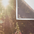 Wildflower Sunrise in the Mountains - Nature Photography Wall Tapestry Gallery Image 3