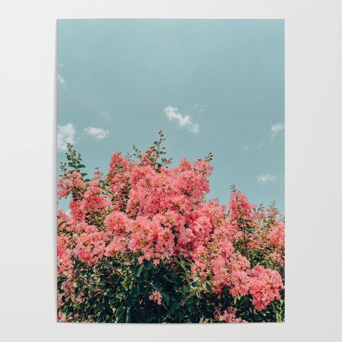 Crepe Myrtle Poster Gallery Image 1