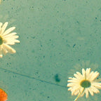 Daisy Coffee Mug Gallery Image 2