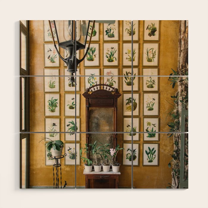 A Wall of Orchids, Merida, Mexico Wood Wall Art Gallery Image 1